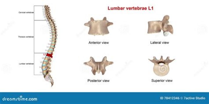 Which vertebrae is l1?