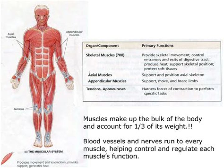 Who does the muscular system work with?