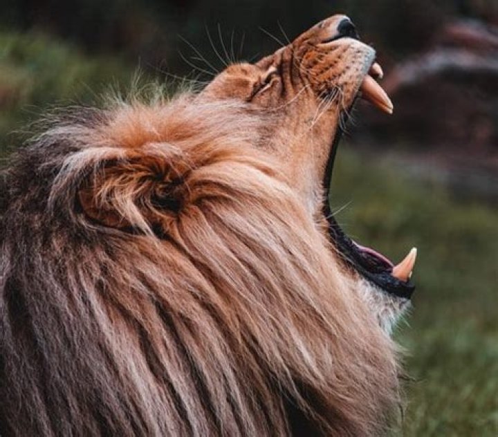 Who is bold as a lion?