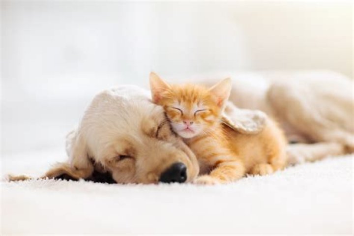 Who is cuter puppies or kittens?