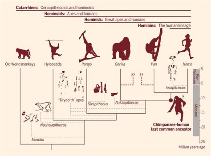 Who noticed similarities between humans and apes?