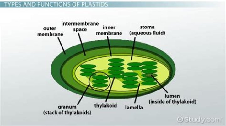 Why all plastids have similar structure?