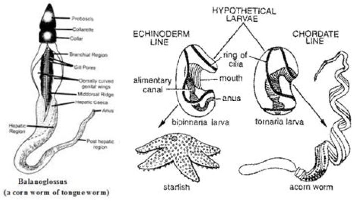 Why are protochordates important?