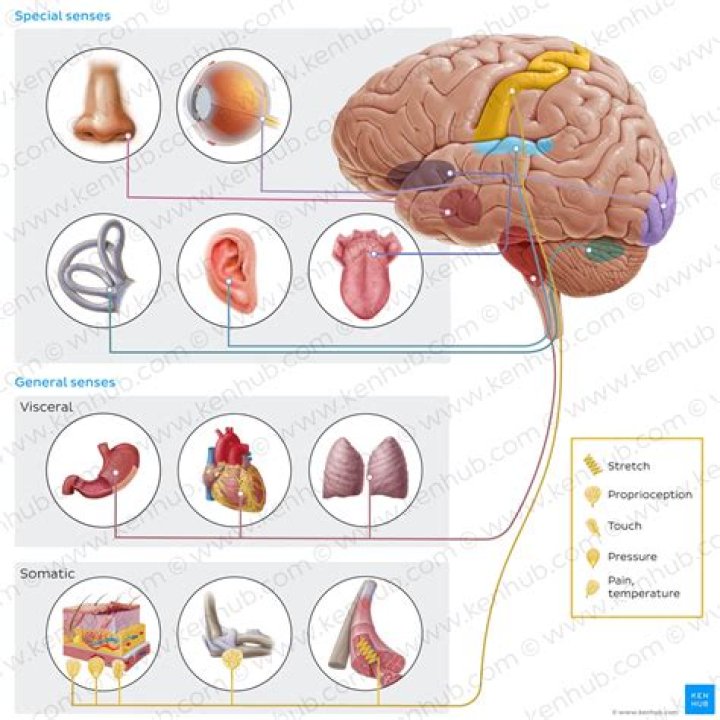 Why are special senses special?