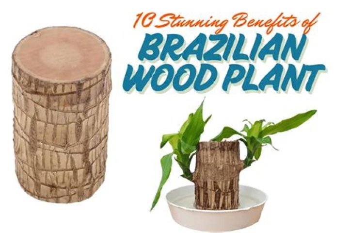 Why did the portuguese value brazilwood?