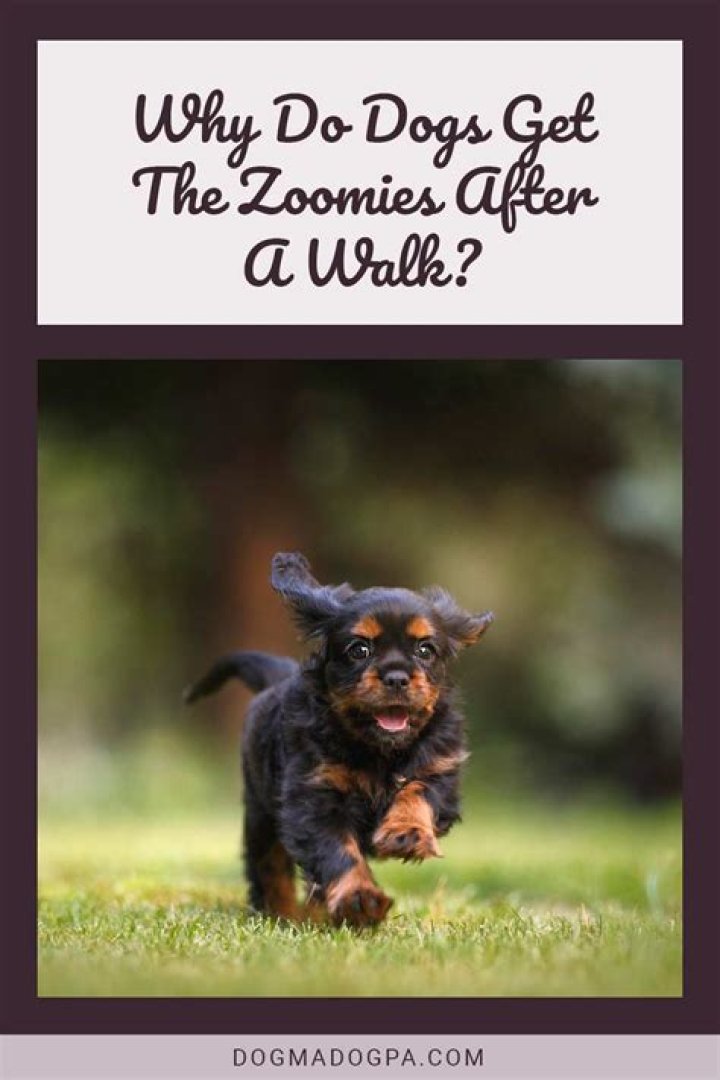 Why do dogs get the zoomies?