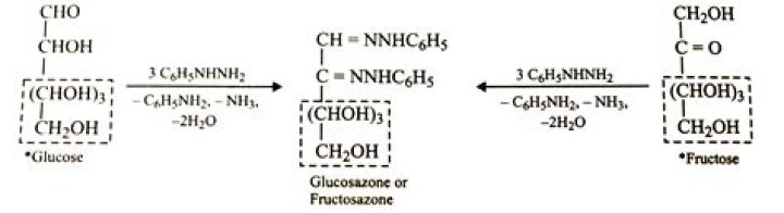 Why do glucose and fructose have the same osazone?