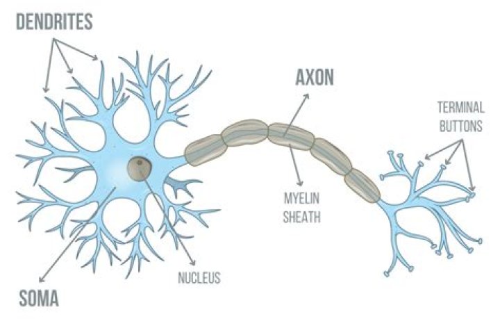 Why does axone stink?