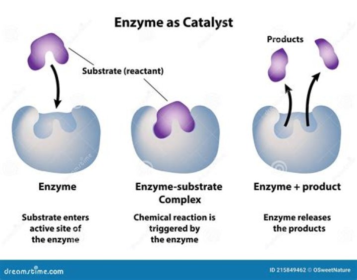 Why enzyme catalysts are highly specific?
