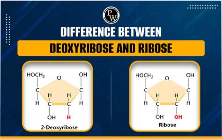 Why is deoxyribose important?