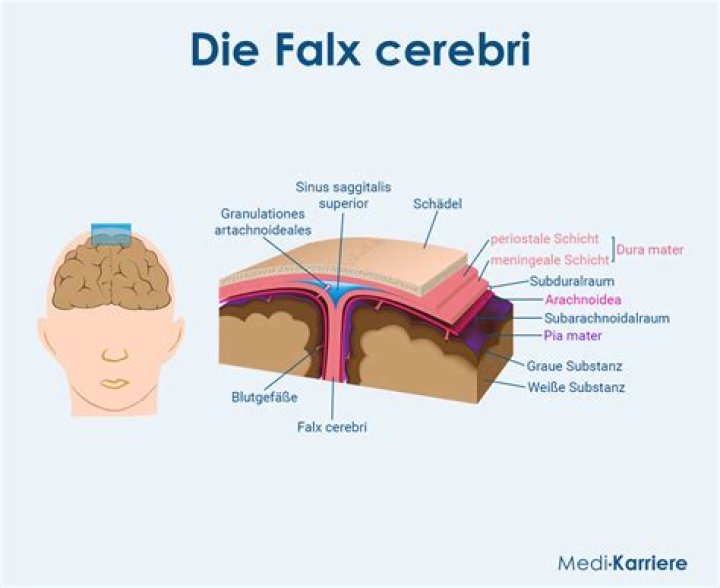 Why is falx cerebri important?