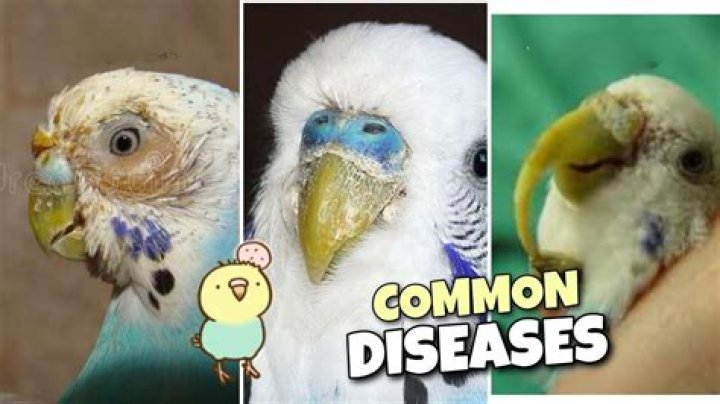 Why is my budgerigar sick?