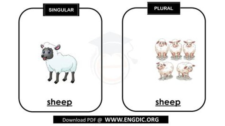 Why is the plural of sheep sheep?