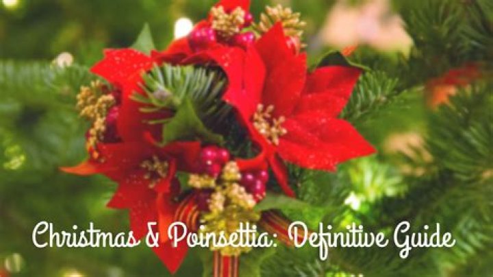 Why poinsettias at christmas time?