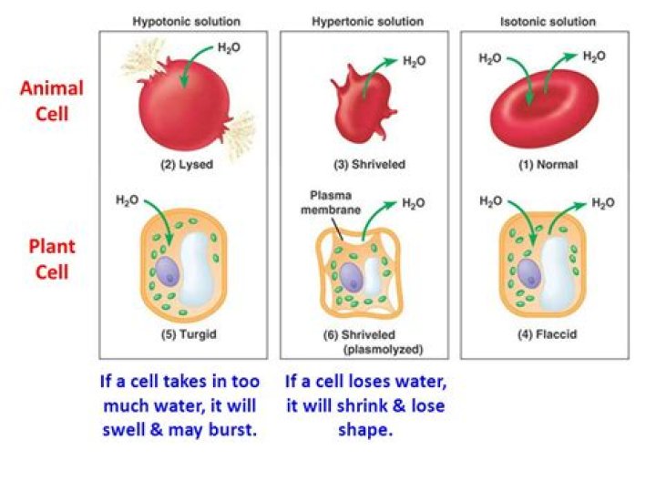 Why would a cell crenate?
