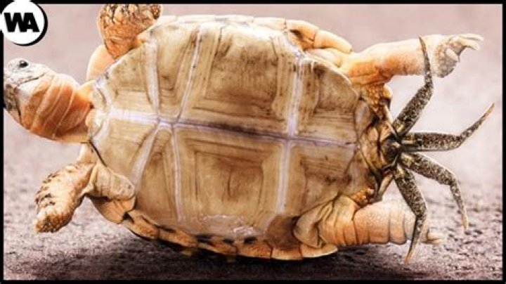 Will a turtle die if it flips over?