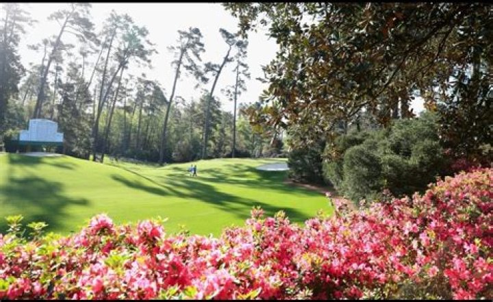 Will augusta have azaleas in november?