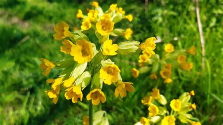 Will cowslip grow in shade?