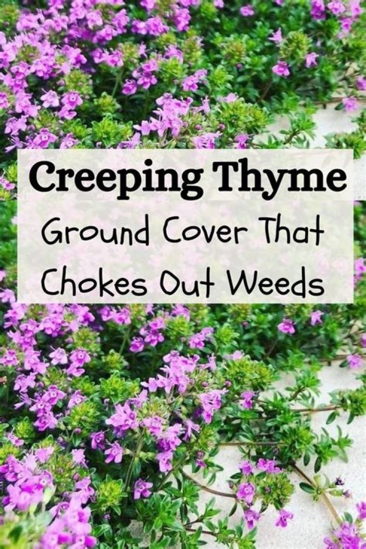 Will creeping thyme choke out grass?