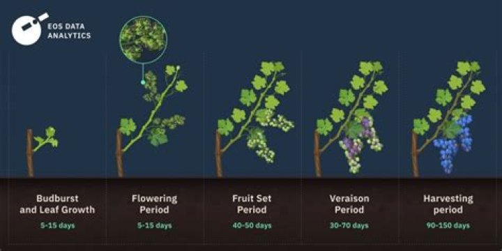 Will grape vines grow in shade?