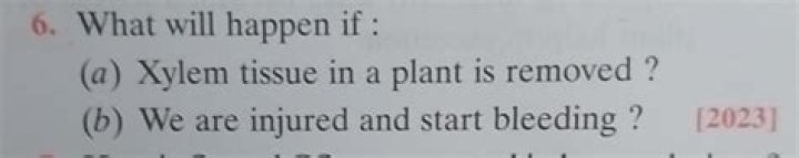 Will happen to plant if xylem is removed?