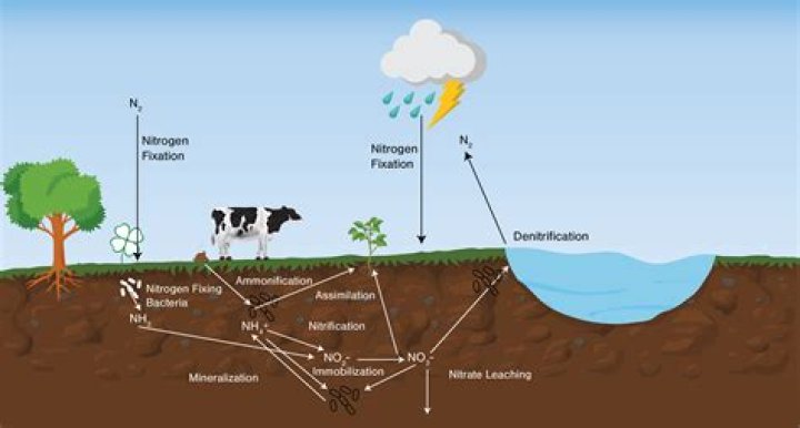 Will lime reduce nitrogen in soil?