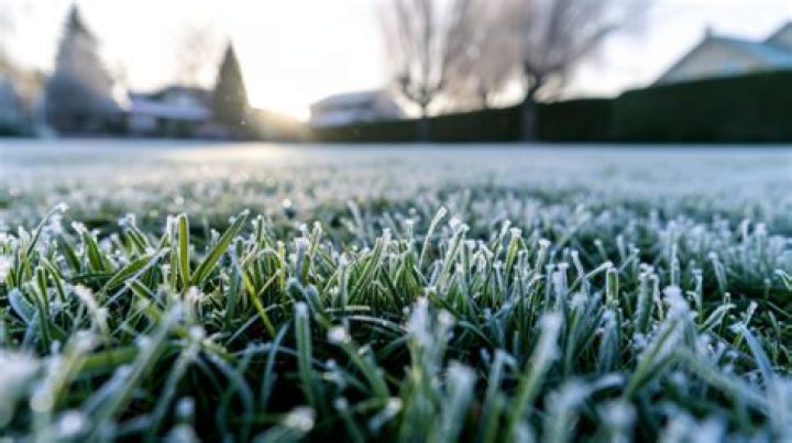 Will turf grow in winter?