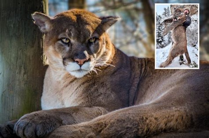 Would a mountain lion kill a cat?