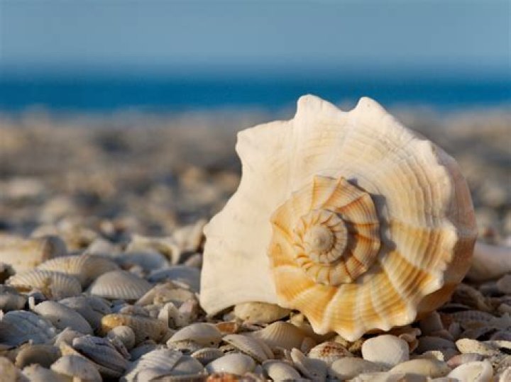 Would a seashell be a mineral?